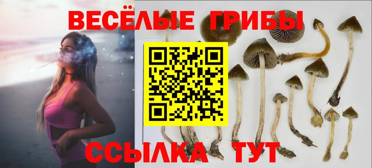 Галлюциногенные грибы Psilocybe Похвистнево